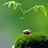 Haven_L